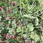 Noxious Weeds - Public Property at Clareview Community Recreation Centre