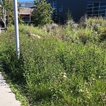 Noxious Weeds - Public Property at 2051 Leger Road NW