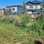 Noxious Weeds - Public Property at 5337 Kimball Place SW