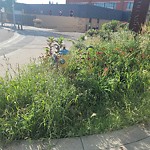 Noxious Weeds - Public Property at 10508 119 Street NW