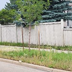 Noxious Weeds - Public Property at 3326 35 A Avenue NW