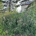 Noxious Weeds - Public Property at 21384 89 Avenue NW