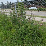 Noxious Weeds - Public Property at 3504 42 Avenue NW