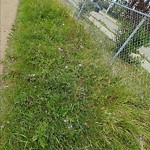 Noxious Weeds - Public Property at N53.48 E113.39
