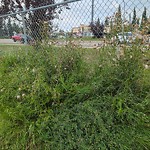 Noxious Weeds - Public Property at 4211 35 Street NW