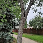 Tree/Branch Damage - Public Property at N53.64 E113.48