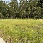 Noxious Weeds - Public Property at 196 Cavanagh Common Sw, Edmonton T6 W 3 Y2
