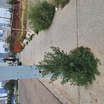 Noxious Weeds - Public Property at 9548 102 A Ave NW