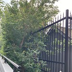 Overgrown Trees - Public Property at 9832 104 Street NW