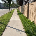 Noxious Weeds - Public Property at 12207 171 Avenue NW