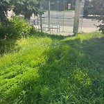 Overgrown Trees - Public Property at 10608 79 Street NW