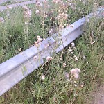 Noxious Weeds - Public Property at 4203 35 Street NW