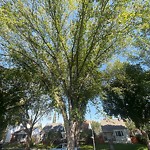 Overgrown Trees - Public Property at 9707 71 Avenue NW