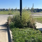 Noxious Weeds - Public Property at 4108 Chappelle Green SW
