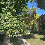 Overgrown Trees - Public Property at 10235 114 Street NW