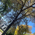 Tree/Branch Damage - Public Property at 9702 96 Street NW