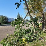 Tree/Branch Damage - Public Property at 3839 85 Street NW