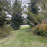 Tree/Branch Damage - Public Property at 10955 50 Street NW