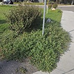 Noxious Weeds - Public Property at 4302 117 Street NW