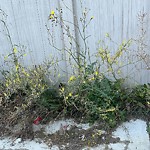 Noxious Weeds - Public Property at 1735 27 Street NW