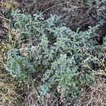 Noxious Weeds - Public Property at 10207 111 Avenue NW
