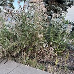 Noxious Weeds - Public Property at 9140 Winterburn Road NW