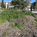 Noxious Weeds - Public Property at 11060 84 Street NW