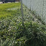 Park Grass Maintenance at 3004 133 A Avenue NW