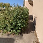 Overgrown Trees - Public Property at 9735 144 Street NW