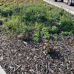 Noxious Weeds - Public Property at 7504 Roper Road NW