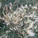 Noxious Weeds - Public Property at 109 Ebbers Boulevard NW