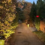 Overgrown Trees - Public Property at 13008 66 Avenue NW