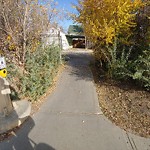 Overgrown Trees - Public Property at 6425–6503 113 St NW