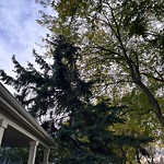 Overgrown Trees - Public Property at 11233 89 Street NW