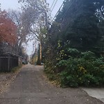 Overgrown Trees - Public Property at 9248 116 Street NW