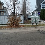 Overgrown Trees - Public Property at 907 Summerside Link SW