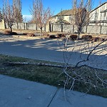 Tree/Branch Damage - Public Property at 1304 Malone Place NW