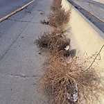 Noxious Weeds - Public Property at 12436 90 Street NW