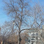Tree/Branch Damage - Public Property at 11103 99 Avenue NW