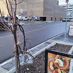 Tree/Branch Damage - Public Property at 9888 Jasper Ave NW