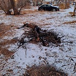 Tree/Branch Damage - Public Property at N53.55 E113.48