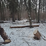 Tree/Branch Damage - Public Property at 12557–13669 Fox Dr Nw, Edmonton T6 H 4 K4