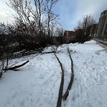 Tree/Branch Damage - Public Property at 8811 106 A Avenue NW