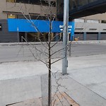 Tree/Branch Damage - Public Property at N53.54 E113.49