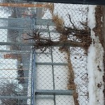 Tree/Branch Damage - Public Property at 9614 107 A Ave NW