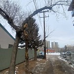 Tree/Branch Damage - Public Property at 10119 85 Avenue NW
