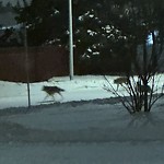 Coyote Sighting at 9540 167 Street NW