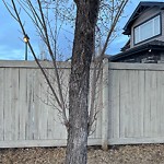 Overgrown Trees - Public Property at 6826 Speaker Vista NW