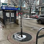 Tree/Branch Damage - Public Property at 10113 104 Street NW