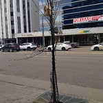 Tree/Branch Damage - Public Property at 10111 108 Street NW